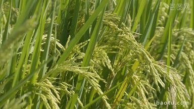 水稻穗五常大米微风吹麦浪